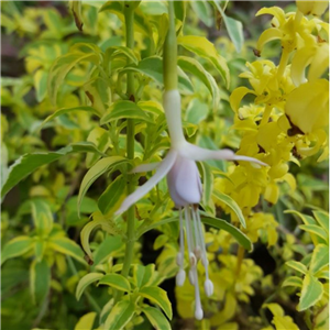 Fuchsia (Hardy) Magellanica 'Alba Aureovariegata'