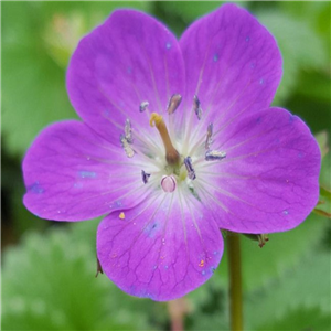Geranium Maculatum 'Spring Purple'