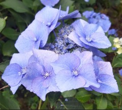 Hydrangea Macrophylla 'Blue Sky'