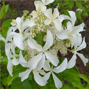 Hydrangea Paniculata 'Great Star'