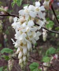 Ribes Sanguineum 'White Icicle'