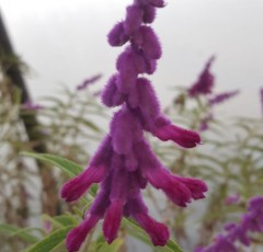 Salvia Leucantha 'Santa Barbara'