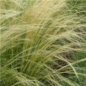 Stipa Tennuissima (Feather Grass)