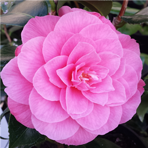 Camellia Japonica 'April Rose'
