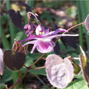 Epimedium Grandiflorum 'Lilafee' (Lilac Fairy)
