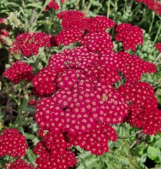 Achillea Millefolium 'Red Velvet'