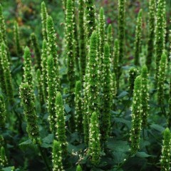 Agastache Nepetoides 'Green Candles'