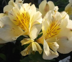 Alstroemeria Intichana 'Sunlight'