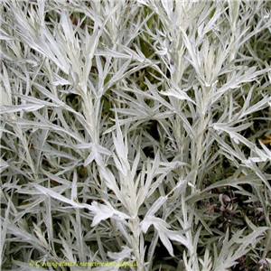 Artemisia Ludoviciana 'Silver Queen'