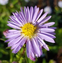 Aster 'Climax Vicary Gibbs'