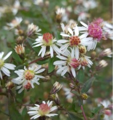 Aster Lateriflorus 'Lady In Black'