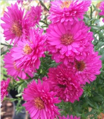 Aster Novi-belgii 'Lawrence Chiswell'