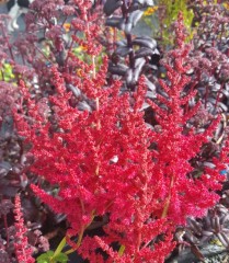 Astilbe Arendsii 'Alive And Kicking'