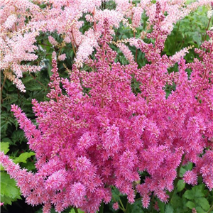 Astilbe Chinensis 'Vision In Pink'