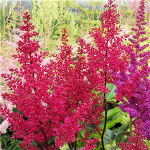 Astilbe Chinensis 'Vision In Red'