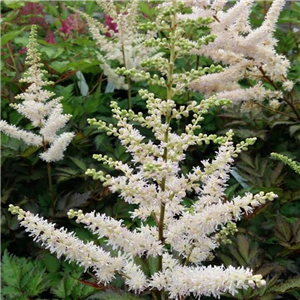 Astilbe Chinensis 'Vision In White'
