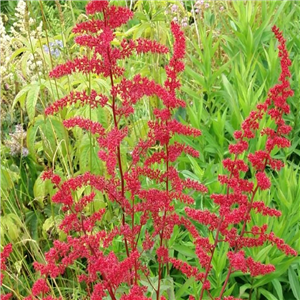 Astilbe Arendsii 'Feuer'