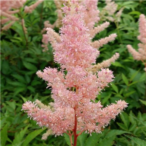 Astilbe Japonica 'Europa'