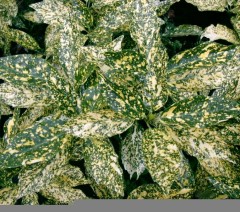 Aucuba Japonica 'Crotonifolia'