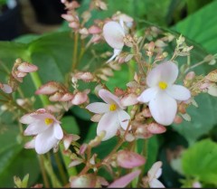 Begonia 'Candyfloss' Bwj7858