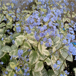 Brunnera Macrophylla 'Variegata'