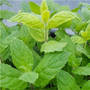 Herb Mint - Buddleia (Mentha Longifolia)