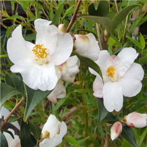 Camellia 'Cornish Snow'