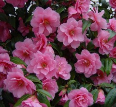 Camellia Williamsii 'Donation'