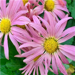 Chrysanthemum 'Alison'