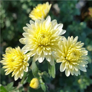 Chrysanthemum 'Angela Blundell'