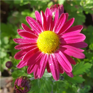 Chrysanthemum 'Anne Ratsey'
