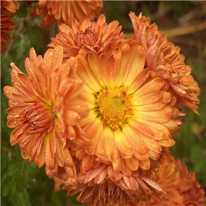 Chrysanthemum 'Apollo'