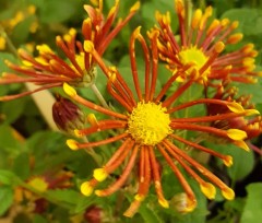 Chrysanthemum 'Burnt Orange'