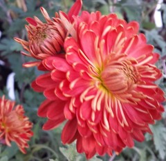 Chrysanthemum 'Chelsea Physic Garden'