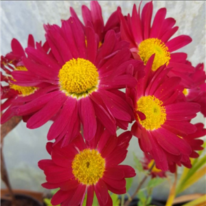 Chrysanthemum 'Cousin Joan'