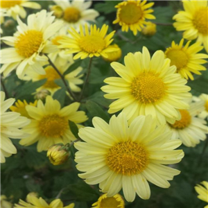 Chrysanthemum 'Early Yellow'