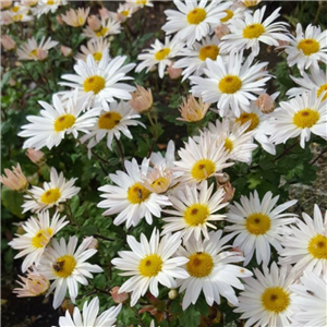 Chrysanthemum 'Elaines Hardy White'