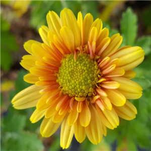 Chrysanthemum 'Golden Greenheart'