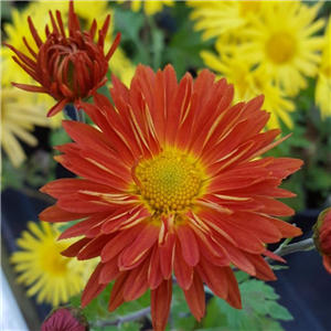 Chrysanthemum 'Marion'
