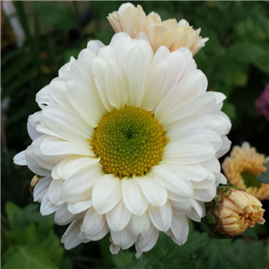 Chrysanthemum 'Martin Bell'