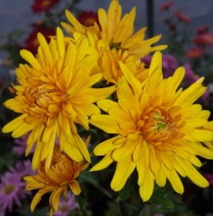 Chrysanthemum 'Ruby Raynor'