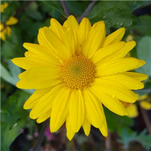 Chrysanthemum 'Schaffhausen'