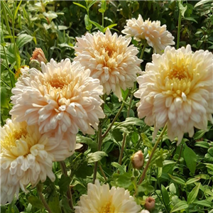 Chrysanthemum 'Sweetheart Pink'