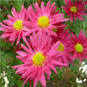 Chrysanthemum 'Uri'