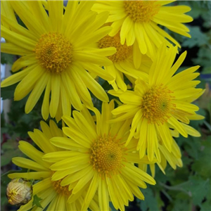 Chrysanthemum 'Wedding Sunshine'