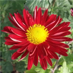 Chrysanthemum 'Winnings Red'