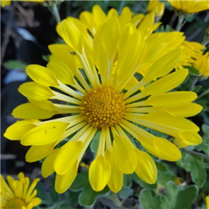 Chrysanthemum 'Shining Light'