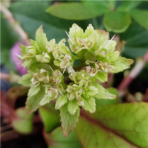 Chrysosplenum Macrophyllum Green Flowered Form