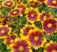 Coreopsis 'Uptick Gold And Bronze'