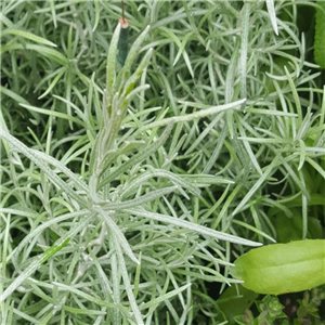 Herb Curry Plant